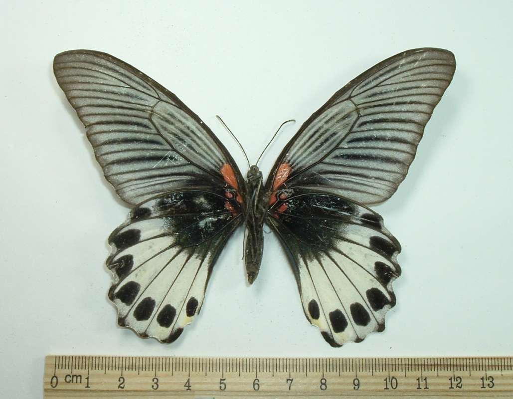 Female Phoenix - Ventral View<br>(Origin of the Specimen: Formosa, 1969)