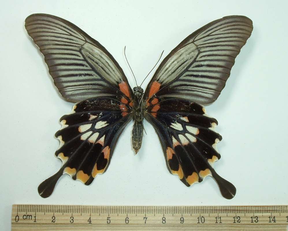 Female - Alcanor - Ventral View<br>(Origin of the Specimen: Formosa 1965)