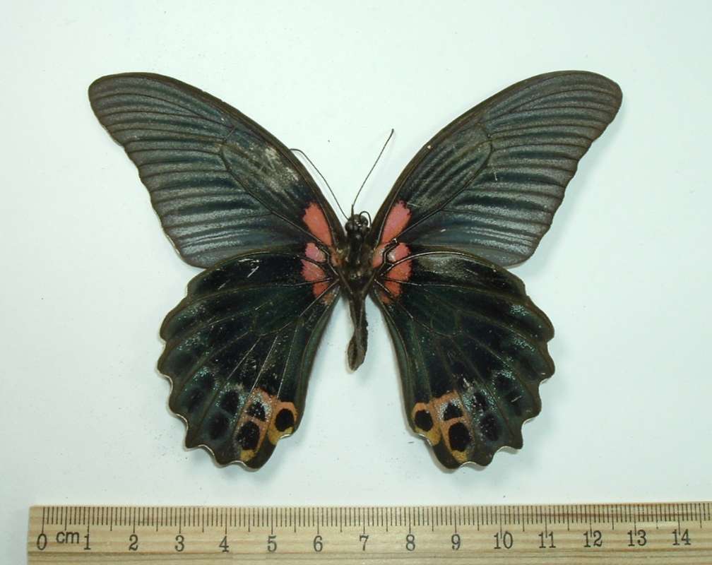 Male - Ventral View<br>(Origin of the Specimen: Formosa)