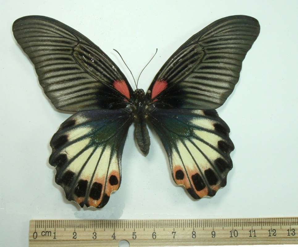 Female Agenor - No Tails - Black Trim Rear Wing