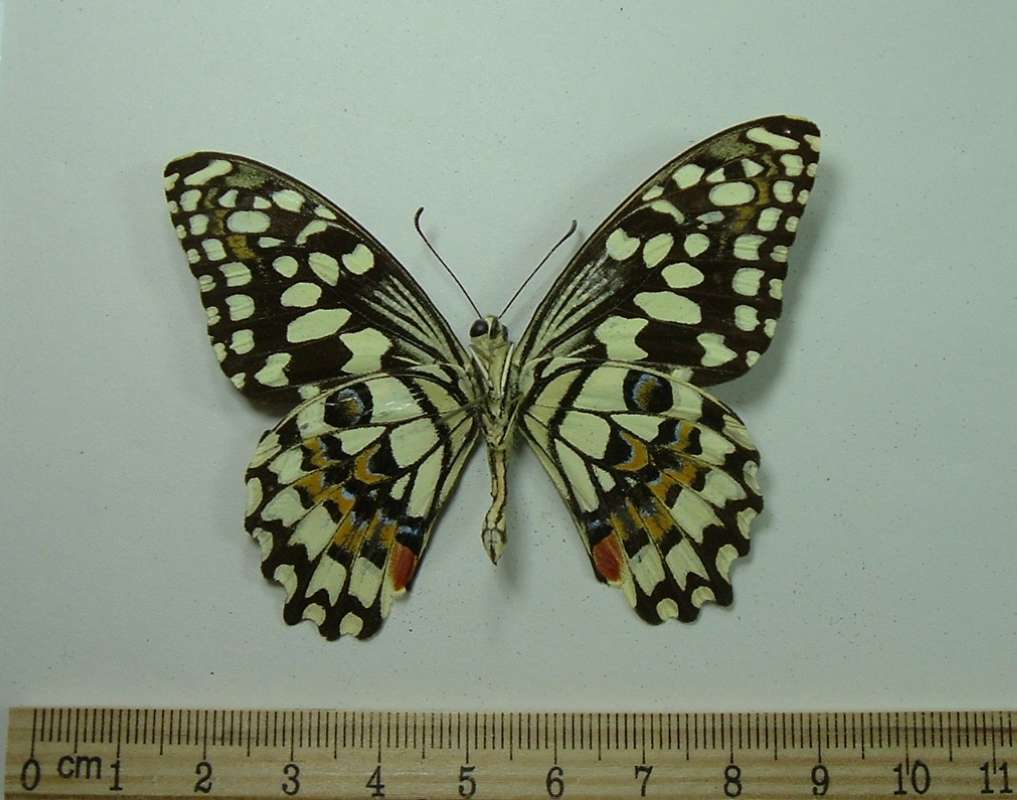 Male - Ventral View<br>(Origin of the Specimen: Formosa 1965)