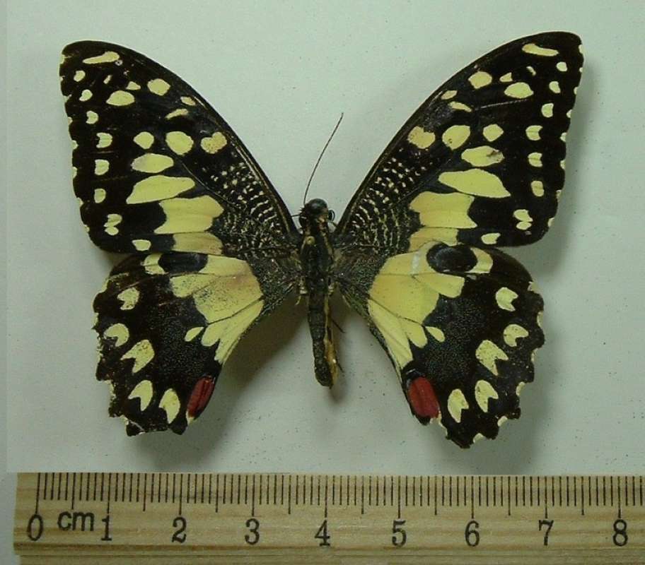 Male - Dorsal<br>(Origin of the Specimen: Ne Siam, Nov 1965)