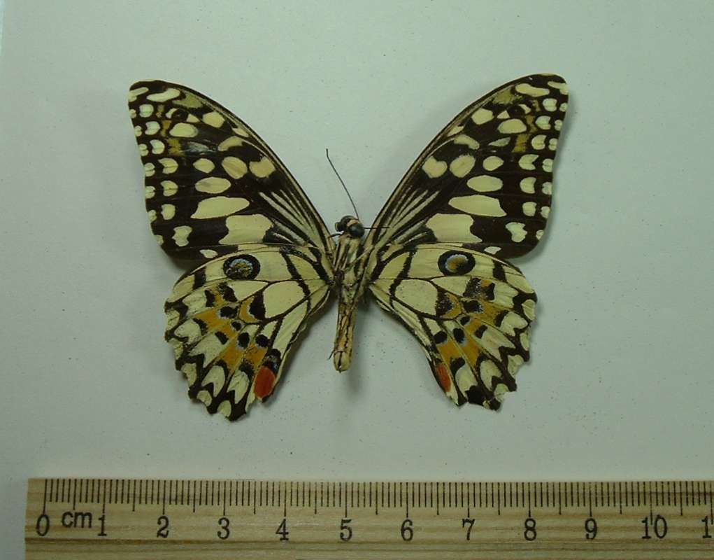 Male - Ventral<br>(Origin of the Specimen: Ne Siam, Nov 1965)