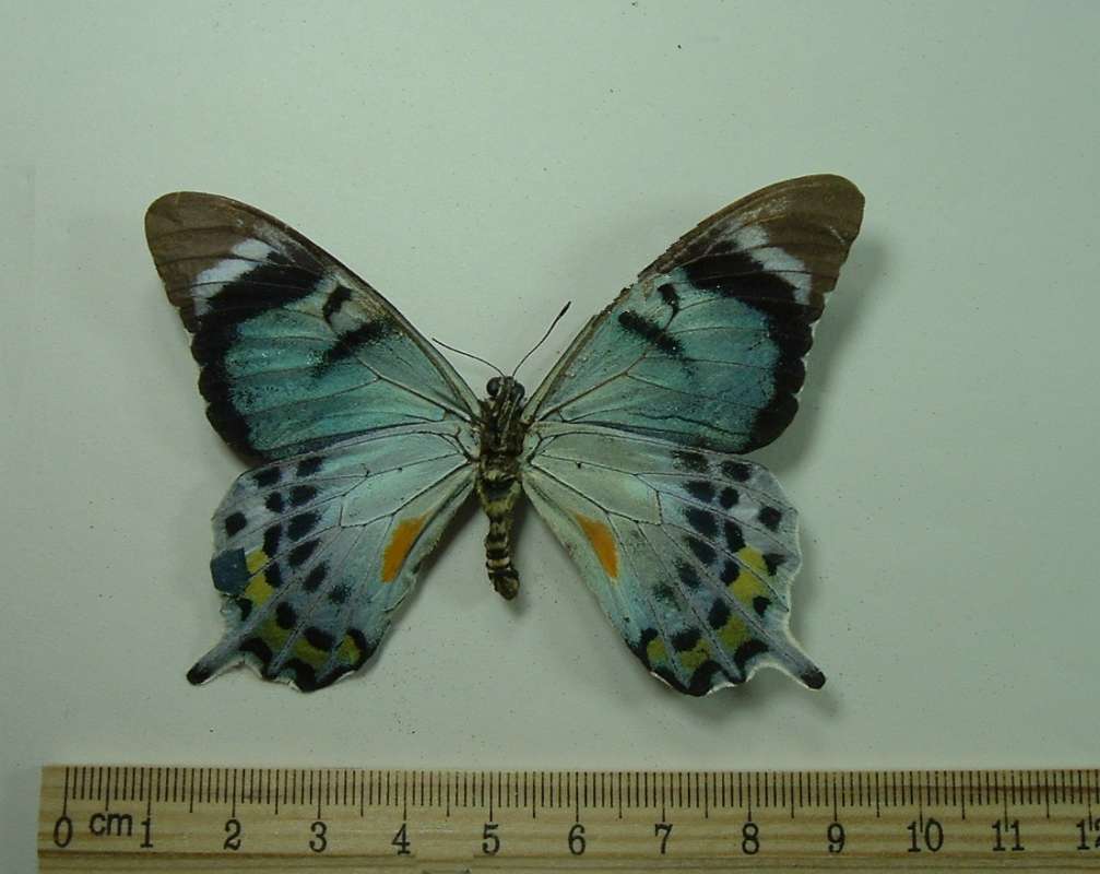 Male - Vental<br>(Origin of the Specimen: Morobe, Papua)