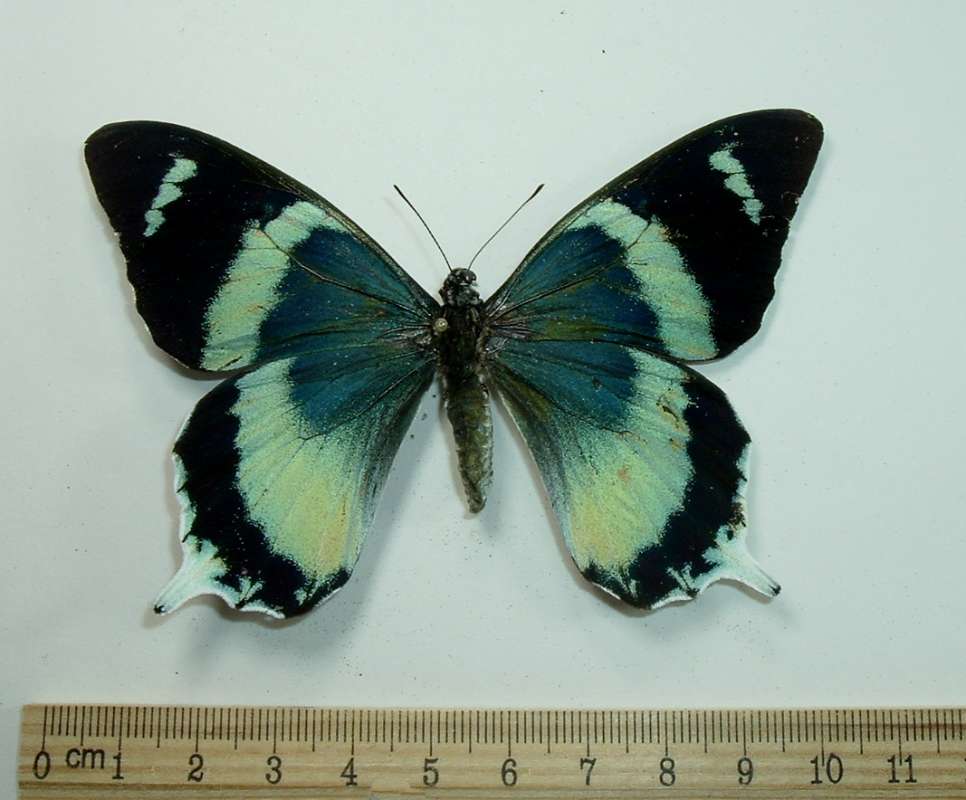 Female - Dorsal<br>(Origin of the Specimen: Maprik, Papua)