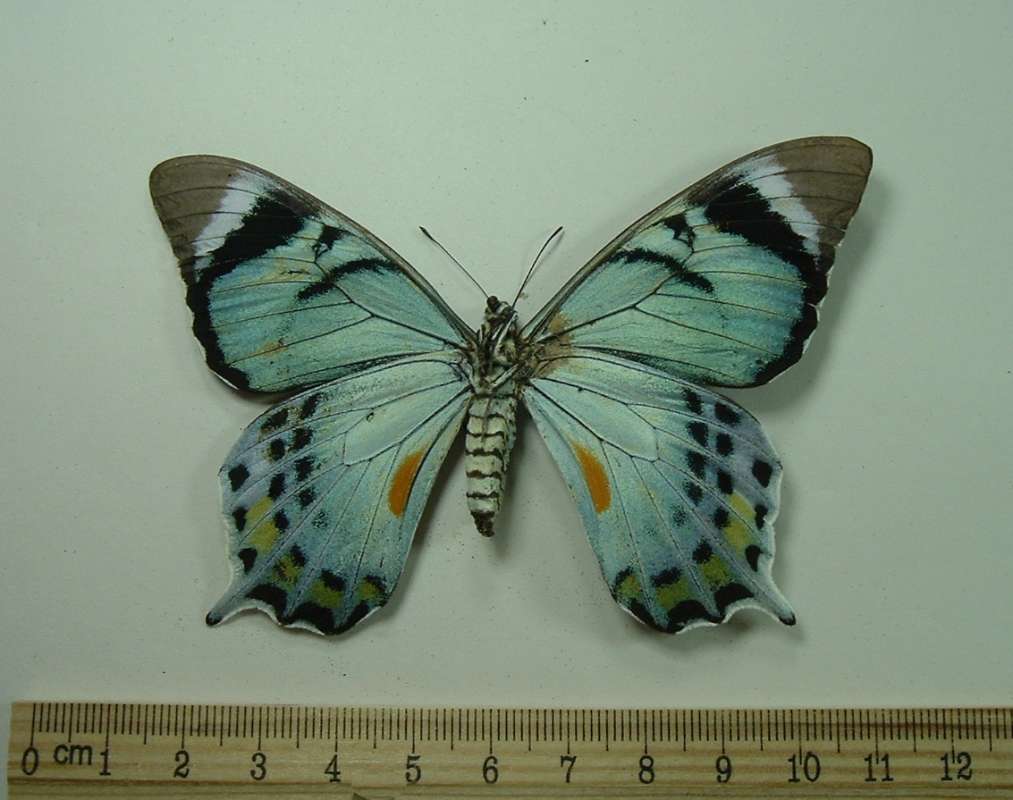 Female - Ventral<br>(Origin of the Specimen: Maprik, Papua)