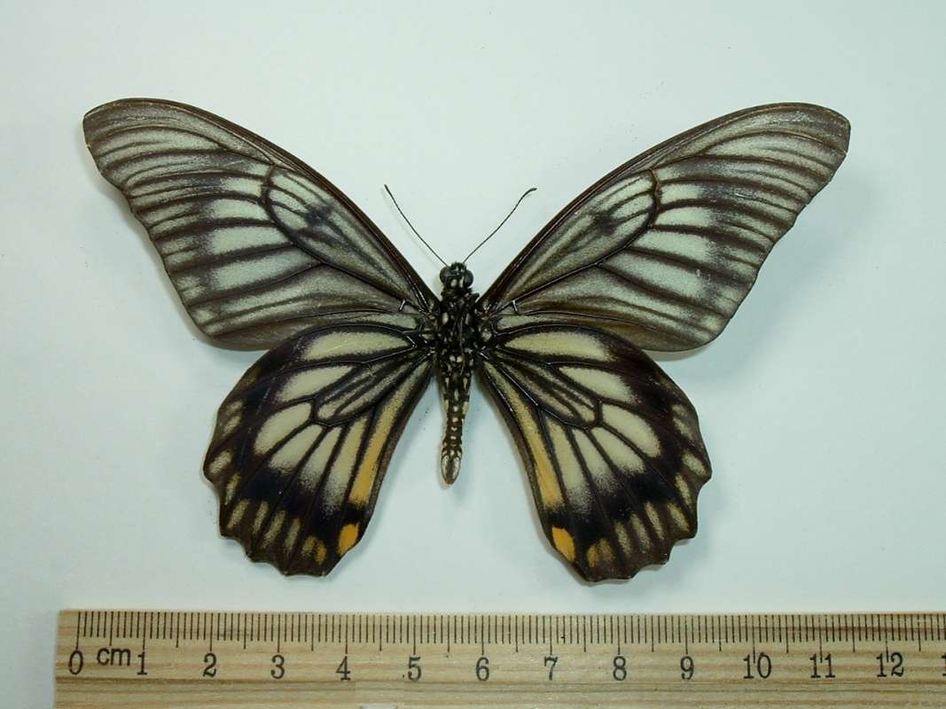 Male - Ventral<br>(Origin of the Specimen: South Celebes, March 1984)