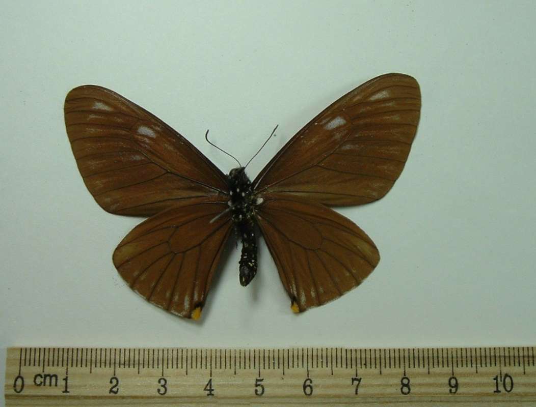 Male - Ventral<br>(Origin of the Specimen: Celebes - Pre 1950)