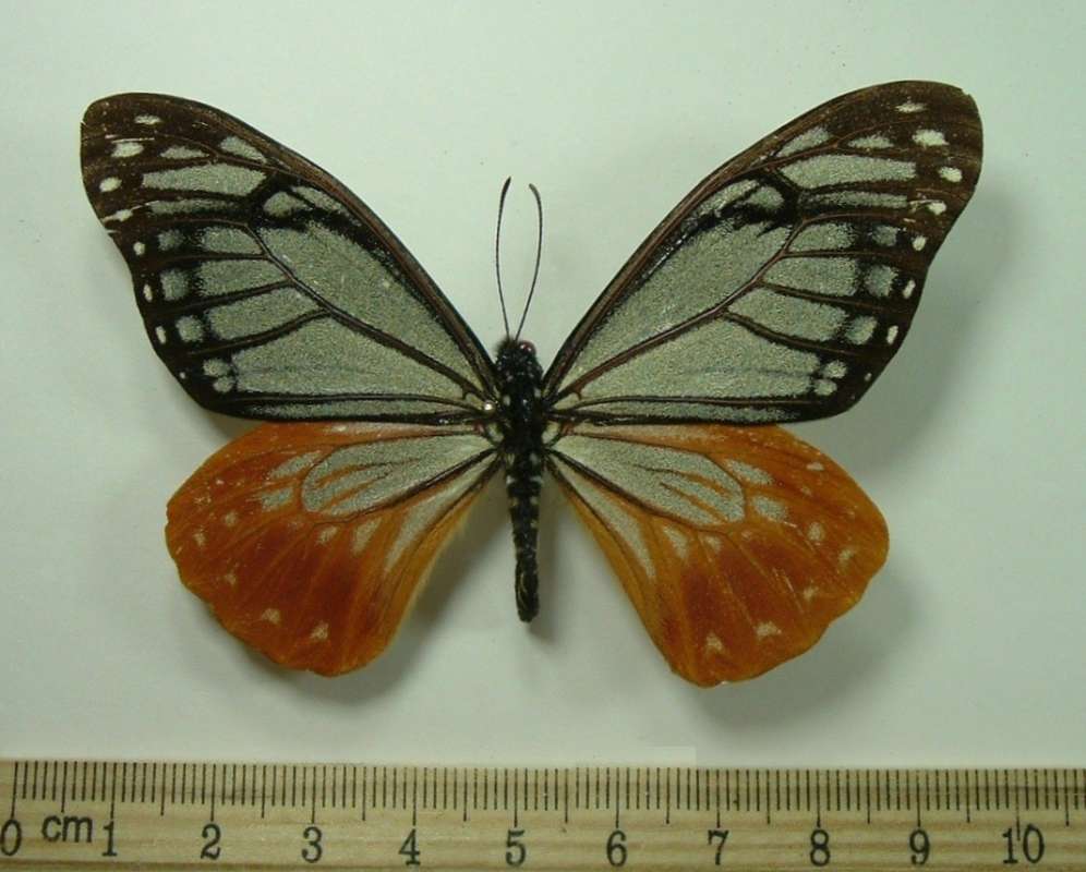 Male - Dorsal<br>(Origin of the Specimen: No Data Given)