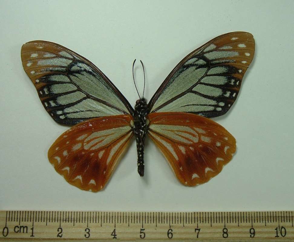 Male - Ventral<br>(Origin of the Specimen: No Data Given)