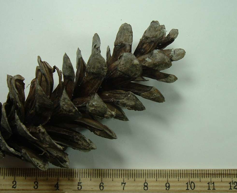 5 Needles Per Bundle<br>(Origin of the Specimen: Landscape Tree, Mchenry Co, Il, Us)