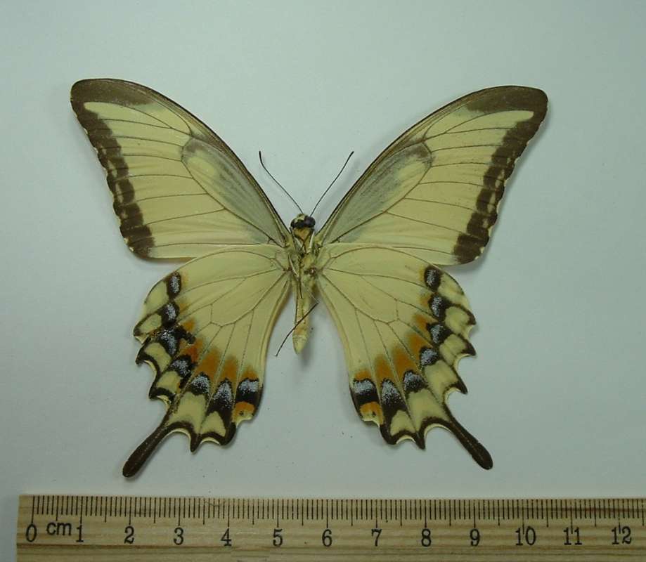 Male - Ventral View<br>(Origin of the Specimen: Duncans, Jamaica, Oct 1, 1982)