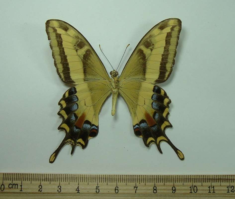 Male - Ventral<br>(Origin of the Specimen: Arawak, Jamaica, Oct 1983)