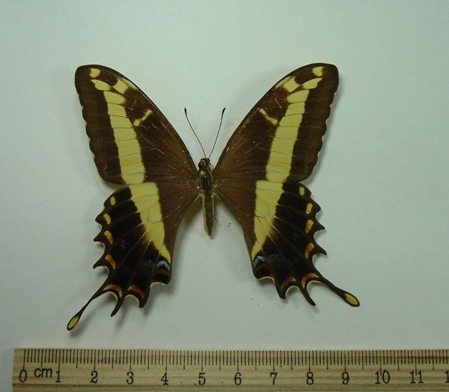 Female - Dorsal<br>(Origin of the Specimen: Arawak, Jamaica, Oct 1983)