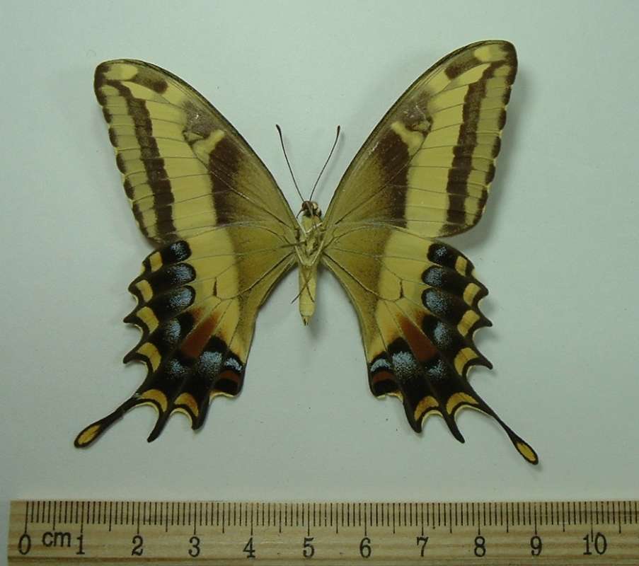 Female - Ventral<br>(Origin of the Specimen: Arawak, Jamaica, Oct 1983)