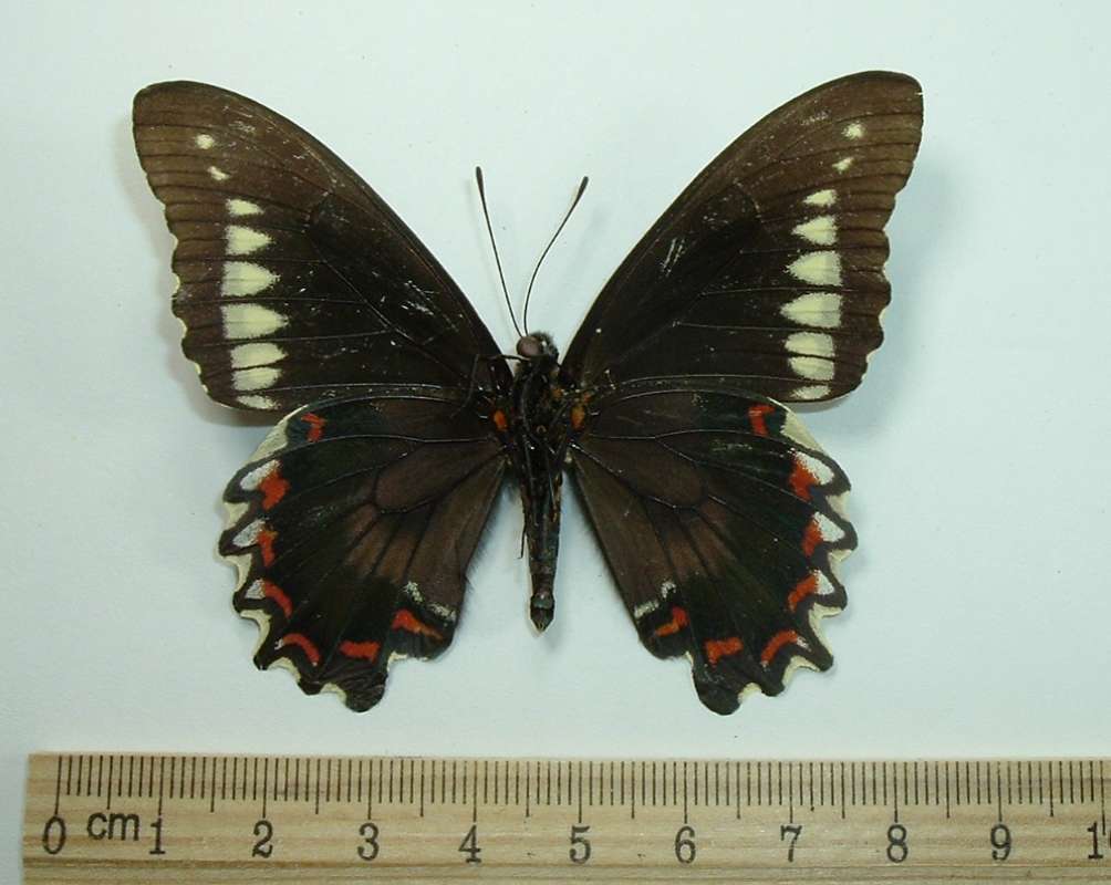 Male - Ventral<br>(Origin of the Specimen: Arawak, Jamaica, Oct 20, 1983)