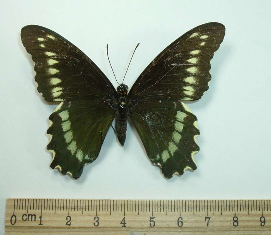 Female - Dorsal<br>(Origin of the Specimen: Arawak, Jamaica, Oct 20, 1983)