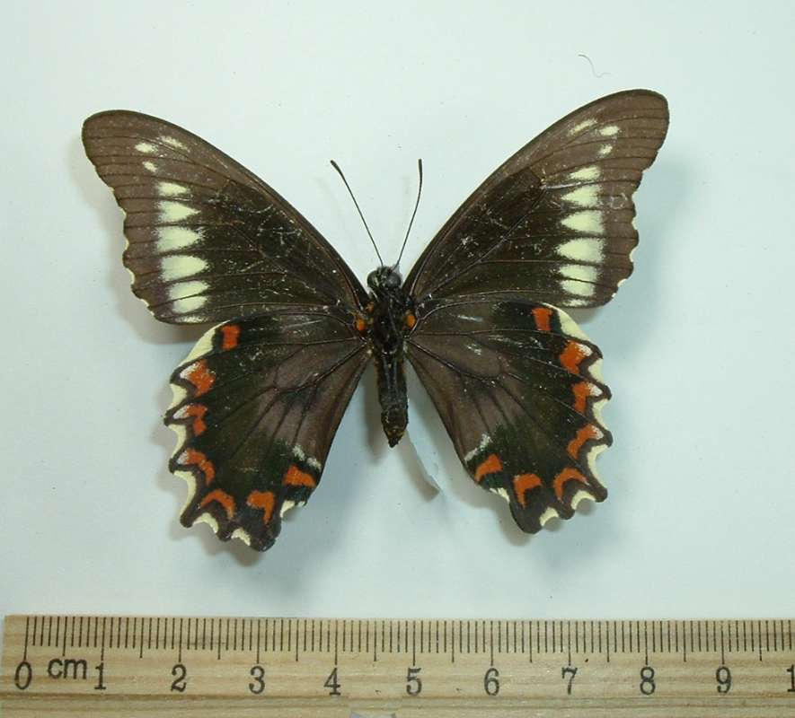 Female - Ventral<br>(Origin of the Specimen: Arawak, Jamaica, Oct 20, 1983)