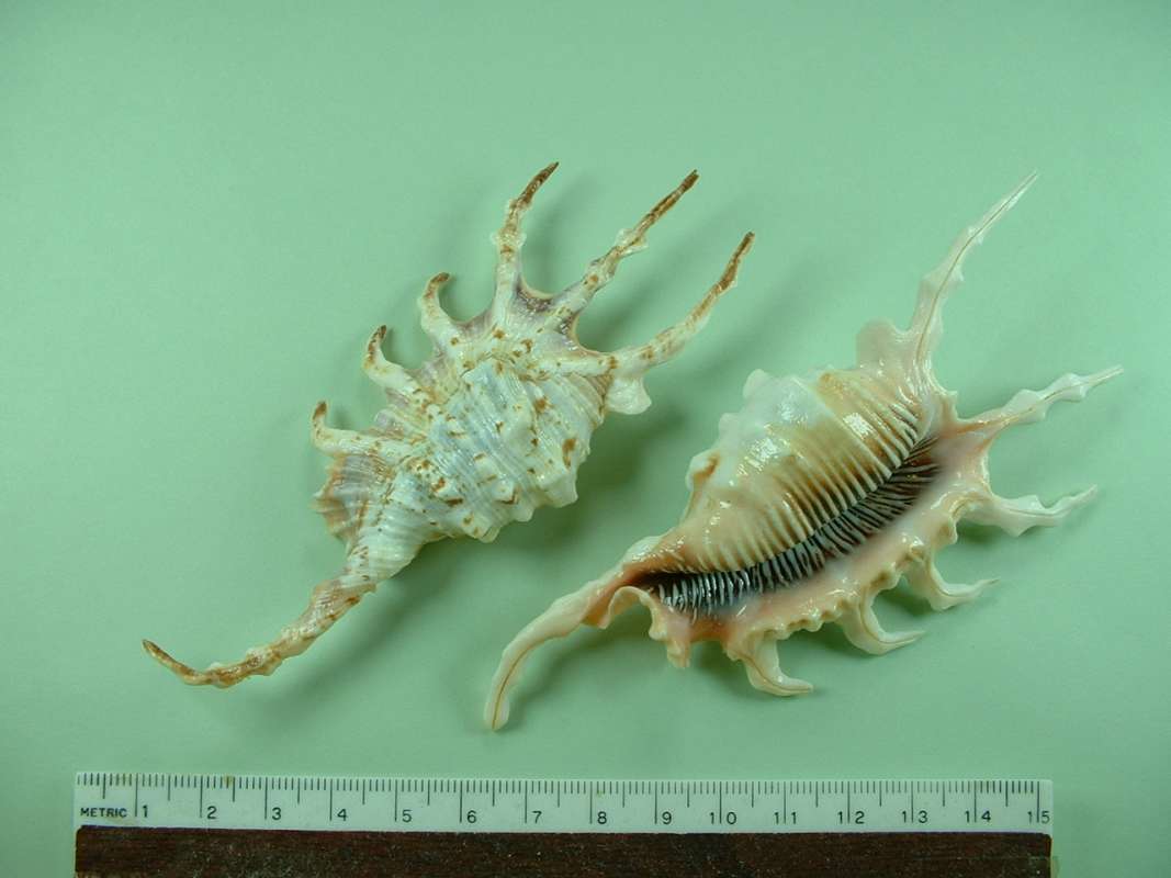 Dorsal and Ventral on Green Background<br>(Origin of the Specimen: Western Pacifiic)