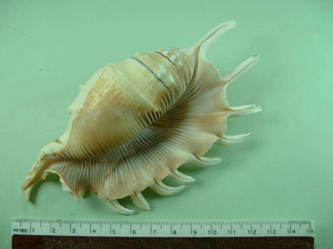 Ventral<br>(Origin of the Specimen: No Data Given)