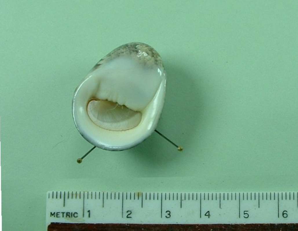 Ventral View<br>(Origin of the Specimen: Kauai, Hawaii)