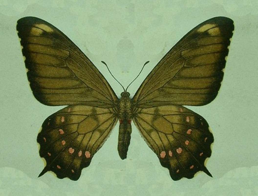 Female - Illustration - Seitz<br>(Origin of the Specimen: Seitz)