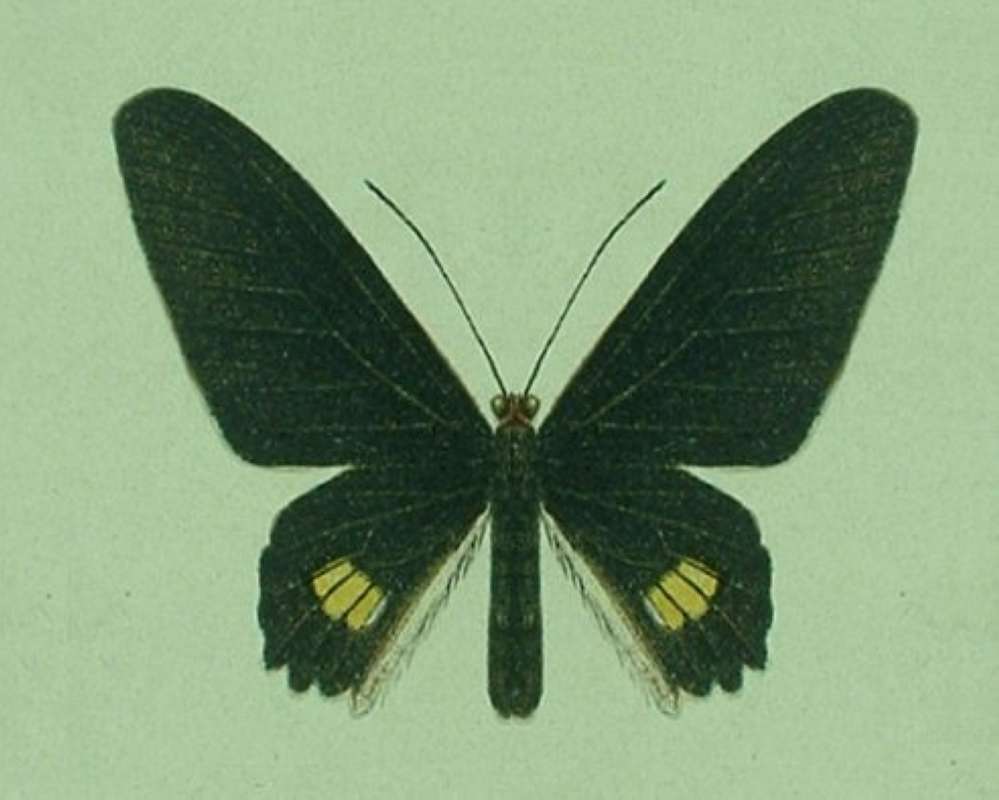Male - Dorsal<br>(Origin of the Specimen: Seitz)