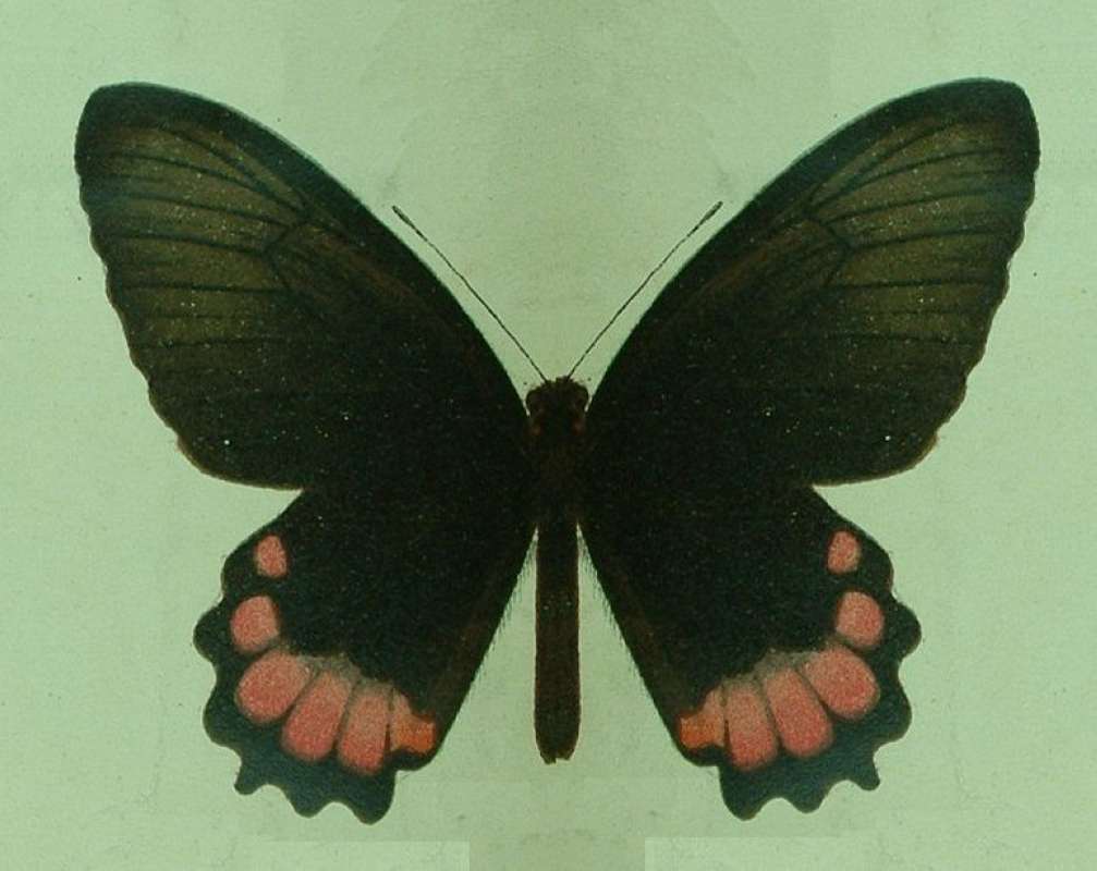 Female - Dorsal<br>(Origin of the Specimen: Seitz)