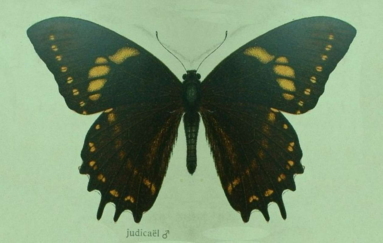 Male - Dorsal<br>(Origin of the Specimen: Seitz Illustration)