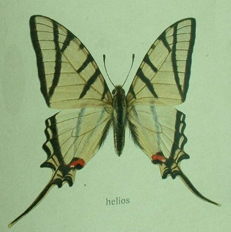 Male - Dorsal View<br>(Origin of the Specimen: Seitz Illustration)