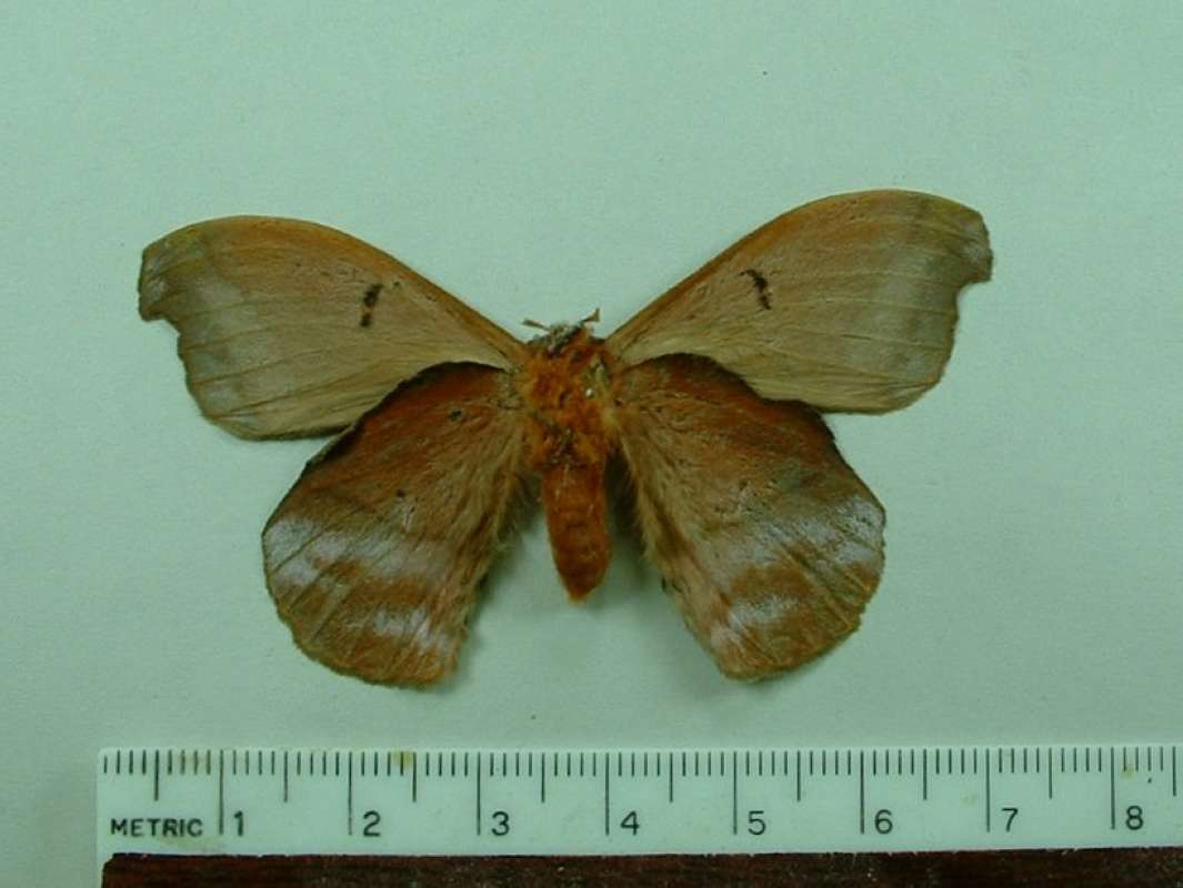 Female - Ventral View<br>(Origin of the Specimen: Peru)