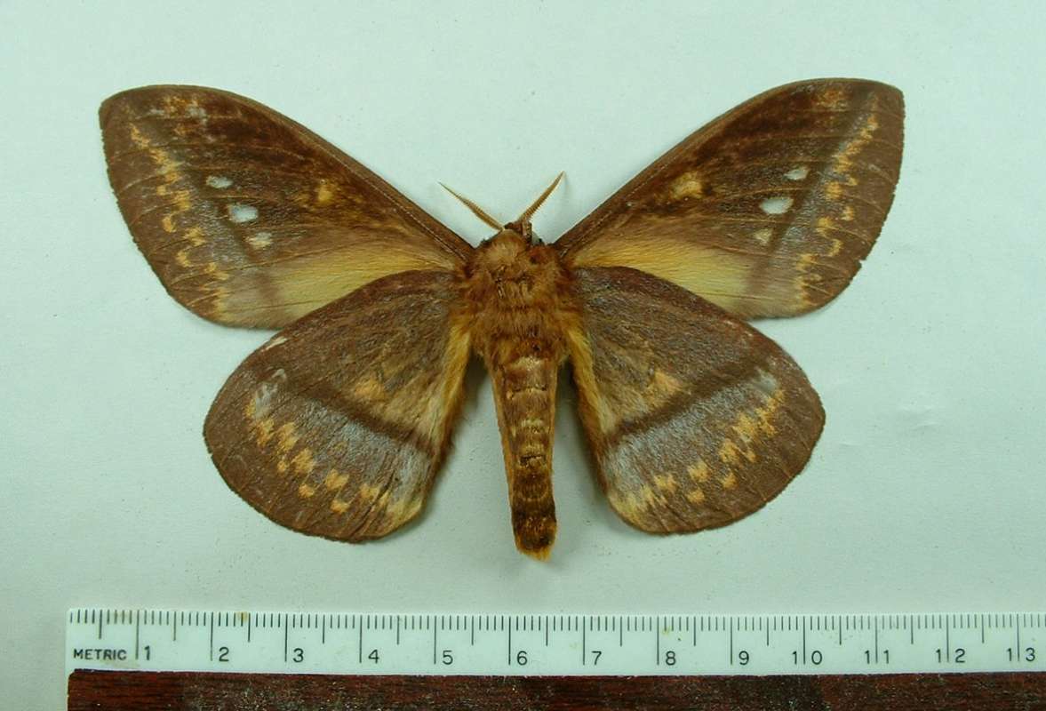 Male - Ventral View<br>(Origin of the Specimen: Paraguay)