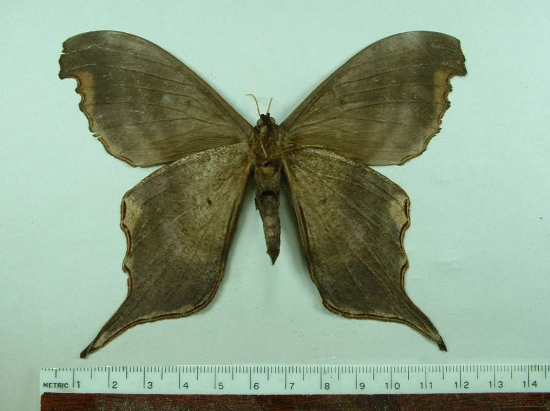 Male - Ventral View<br>(Origin of the Specimen: Panama)
