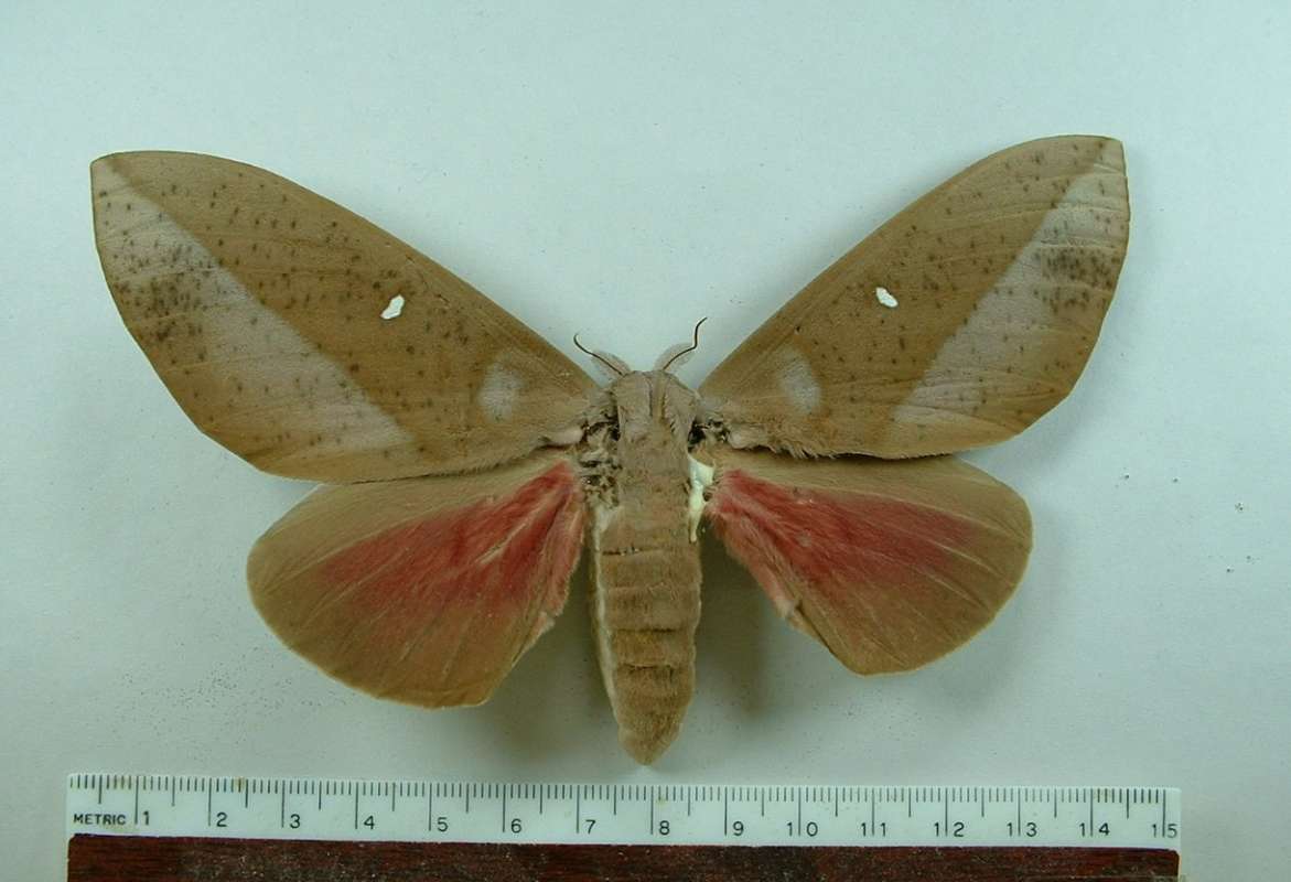 Female - Dorsal View<br>(Origin of the Specimen: French Guyana, Feb. 2007)