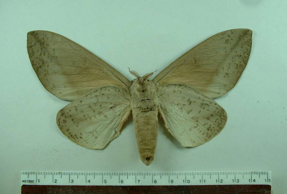 Female - Ventral View<br>(Origin of the Specimen: French Guyana, Feb. 2007)