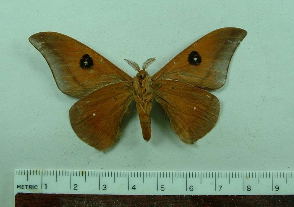 Male - Ventral<br>(Origin of the Specimen: St. Catarina, Brazil, Feb. 1966)