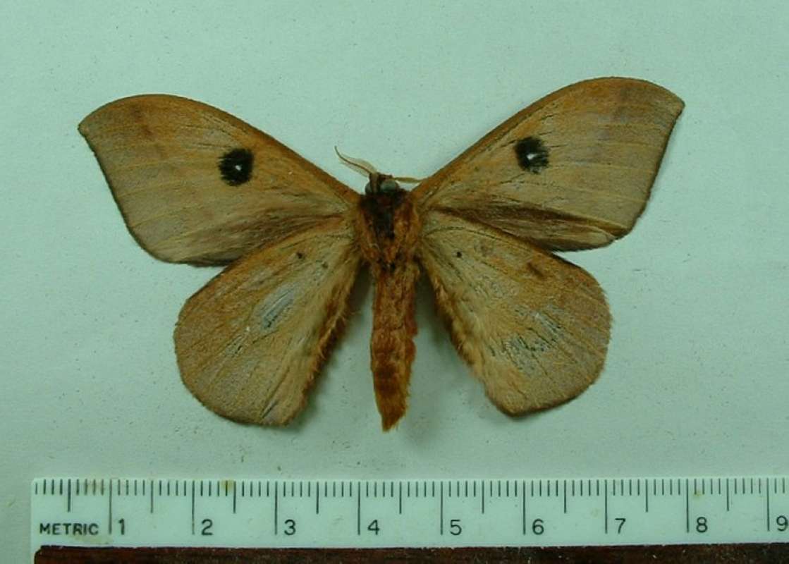 Male - Ventral View<br>(Origin of the Specimen: French Guyana, Feb. 2007)