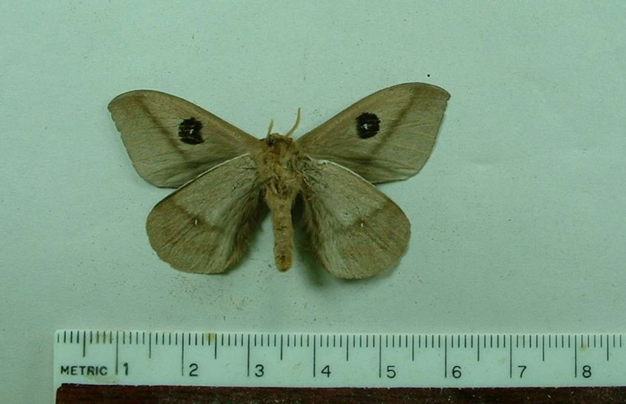 Male - Ventral View<br>(Origin of the Specimen: Venezuela, November 1991)