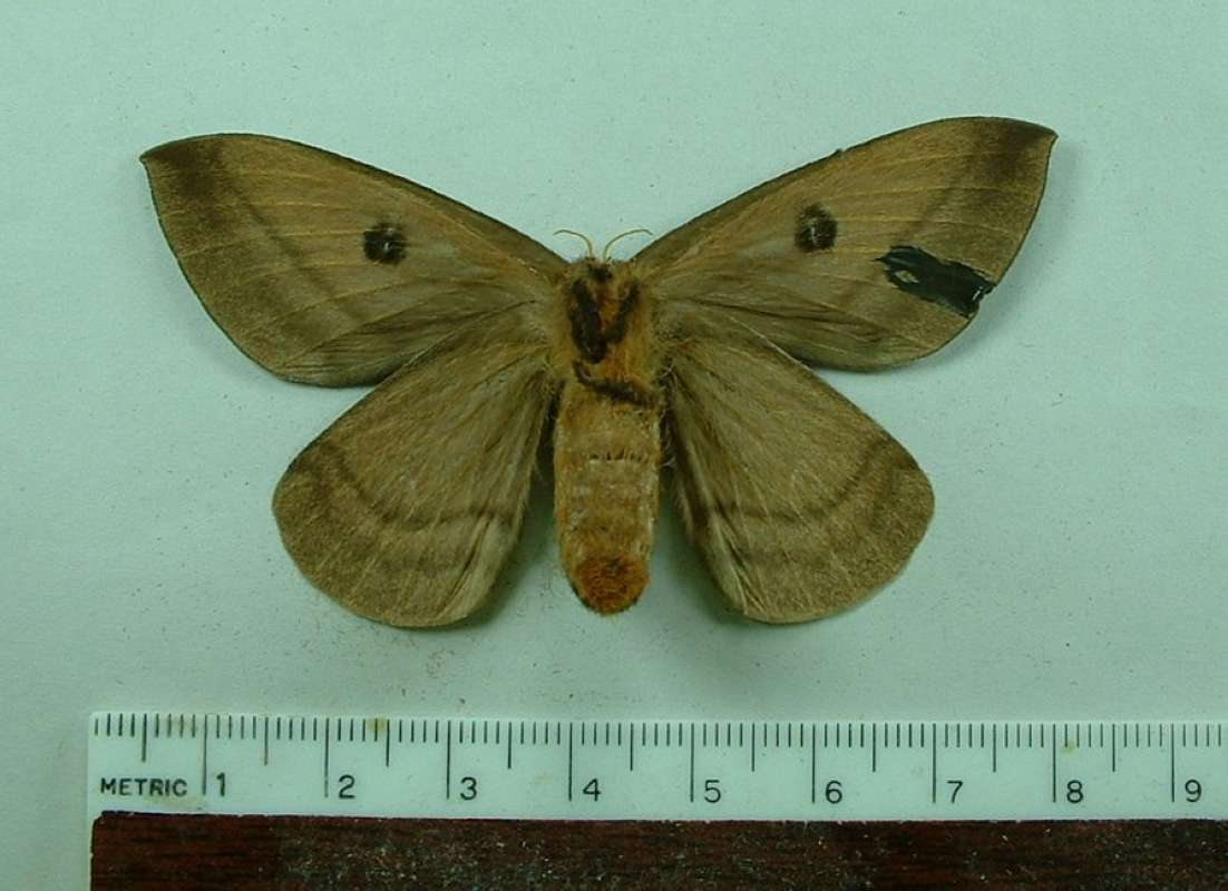 Female - Ventral View<br>(Origin of the Specimen: Venezuela, November 1991)