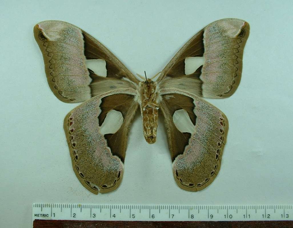 Female - Ventral View<br>(Origin of the Specimen: Paraguay, April 23, 2008)