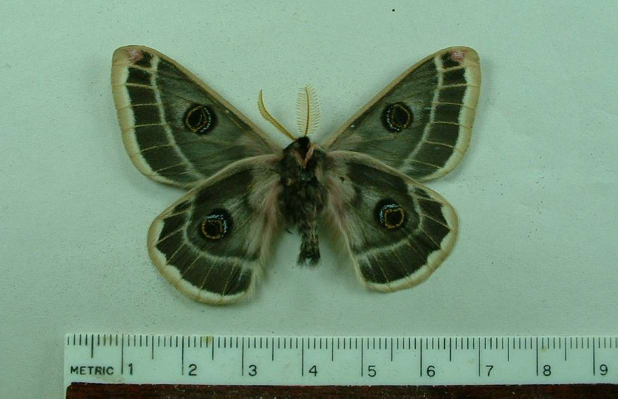 Male - Ventral View<br>(Origin of the Specimen: Huerfano Co, Colorado, Aug 2009)