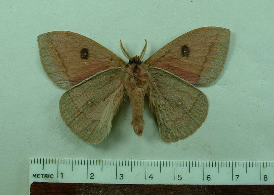 Male - Ventral<br>(Origin of the Specimen: Ex-pupa, Santa Cruz Co, Arizona, 09)