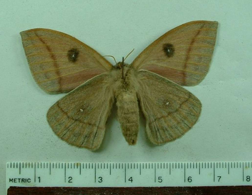 Female - Ventral<br>(Origin of the Specimen: Ex-pupa, Santa Cruz Co, Arizona, 09)