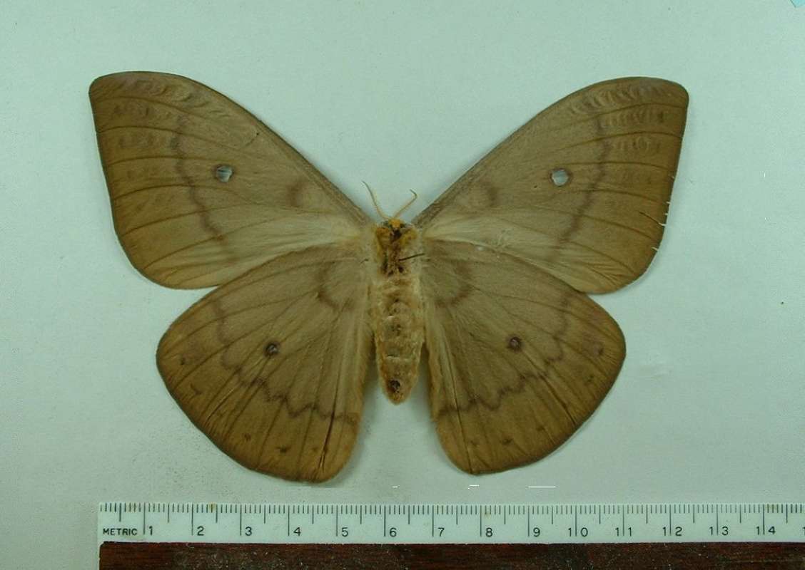 Female - Ventral View<br>(Origin of the Specimen: New Ireland, December 1992)