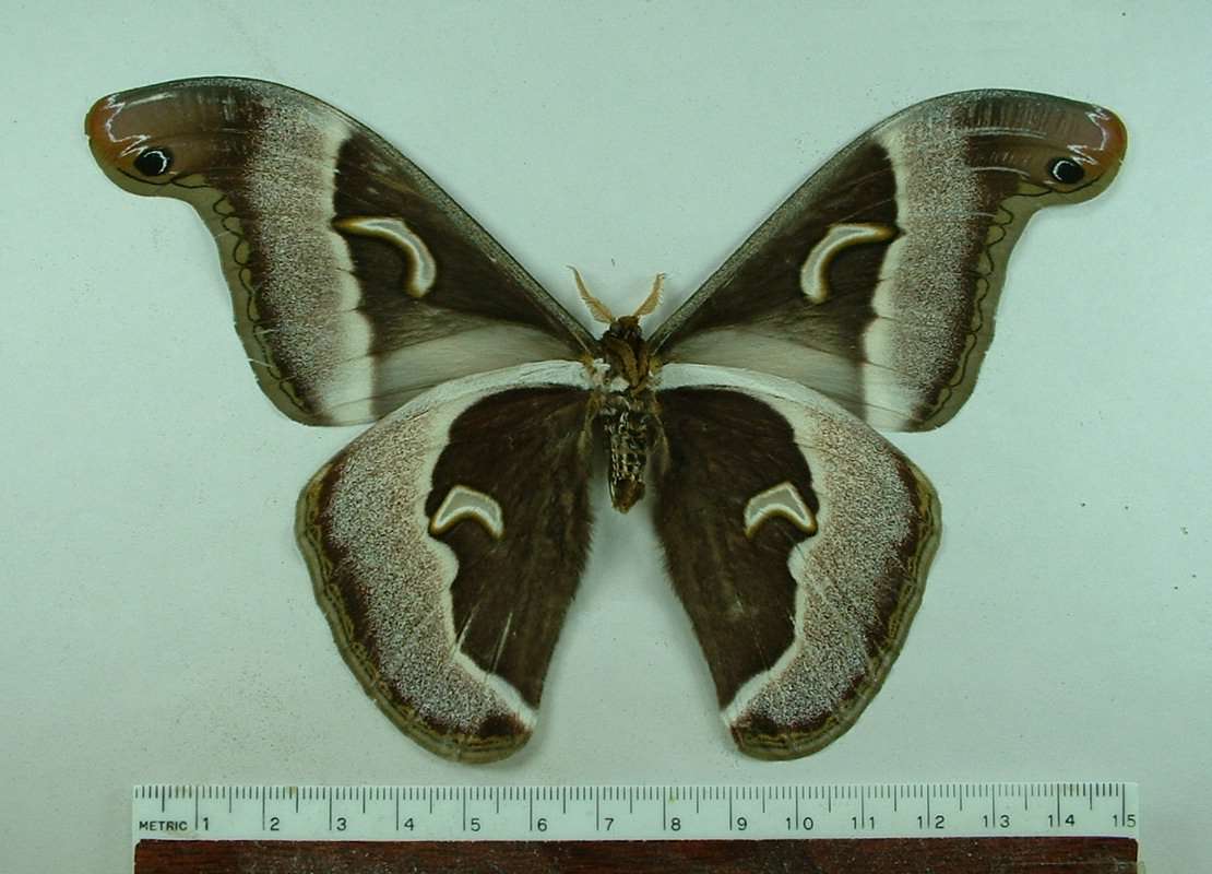 Male - Ventral View<br>(Origin of the Specimen: Cameroon, April 2001)