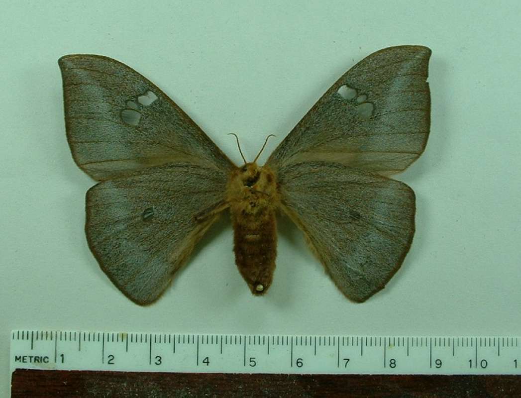 Female - Ventral<br>(Origin of the Specimen: India)