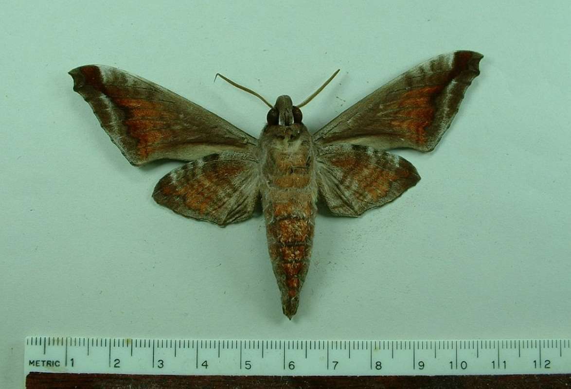 Male - Ventral View<br>(Origin of the Specimen: Laos, March 12, 2007)