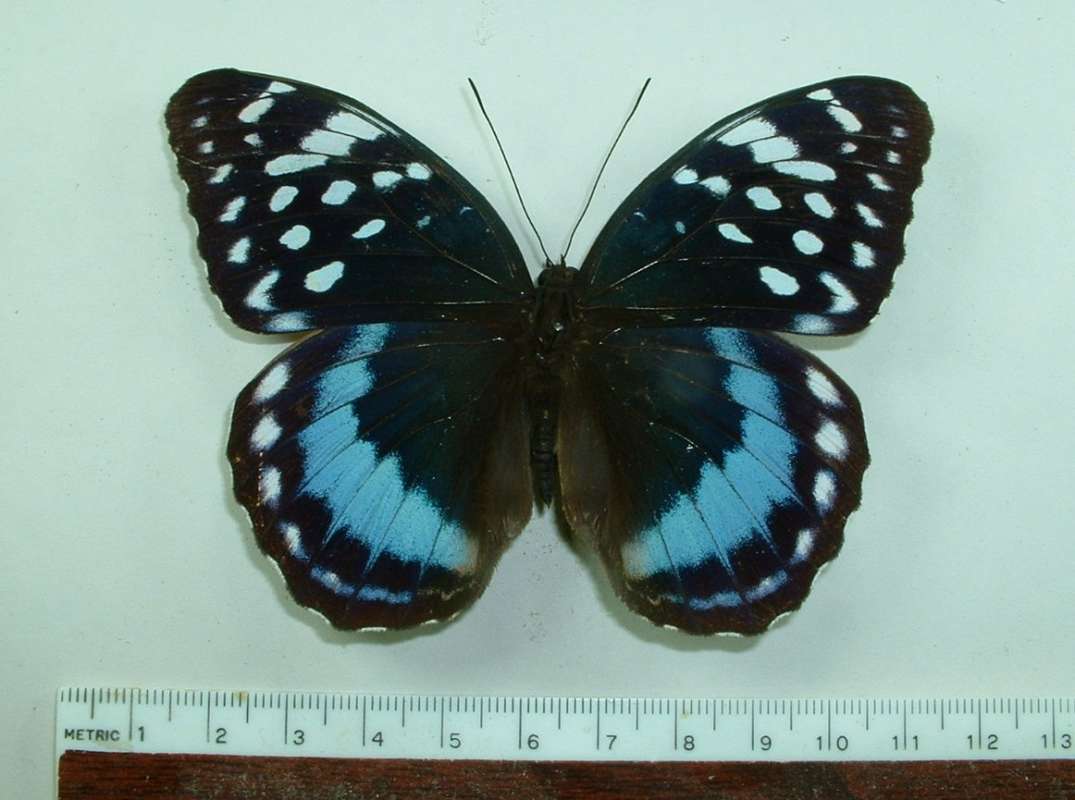 Female - Dorsal<br>(Origin of the Specimen: Philippines, 1998)