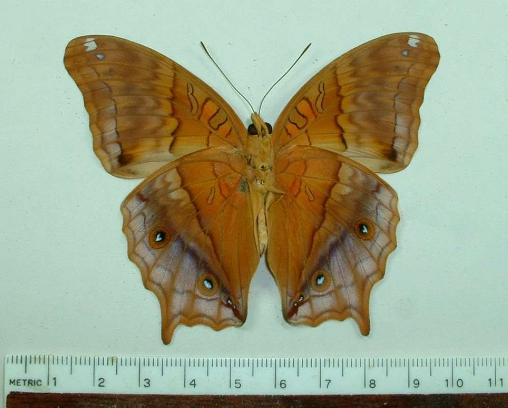 Male - Ventral View<br>(Origin of the Specimen: Buru, Indonesia, May l988)