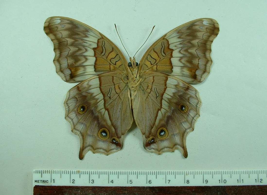 Female - Ventral View<br>(Origin of the Specimen: Buru, Indonesia, May l988)